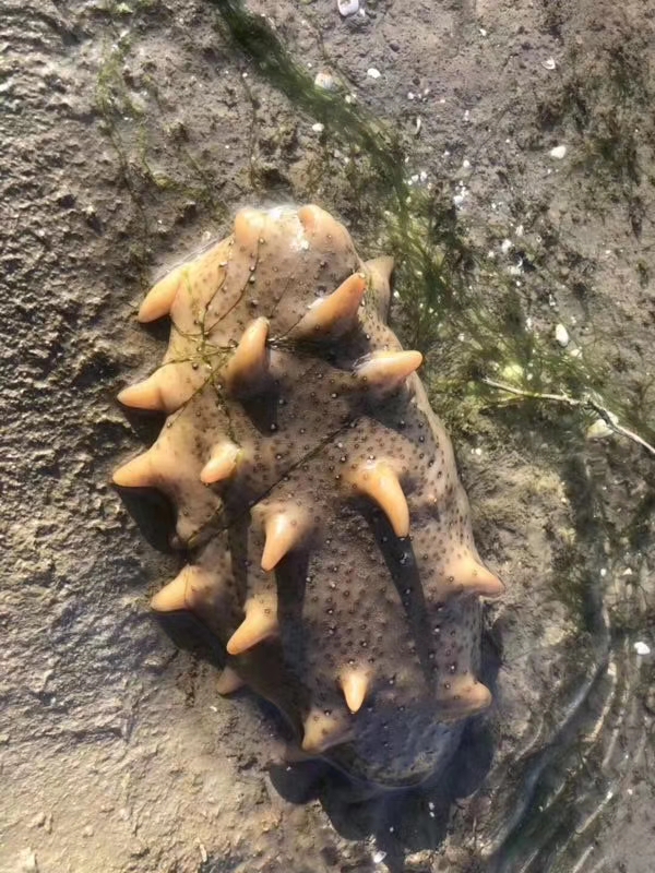 为什么网上白海参要比黑海参便宜,为什么网上卖的海参比较便宜