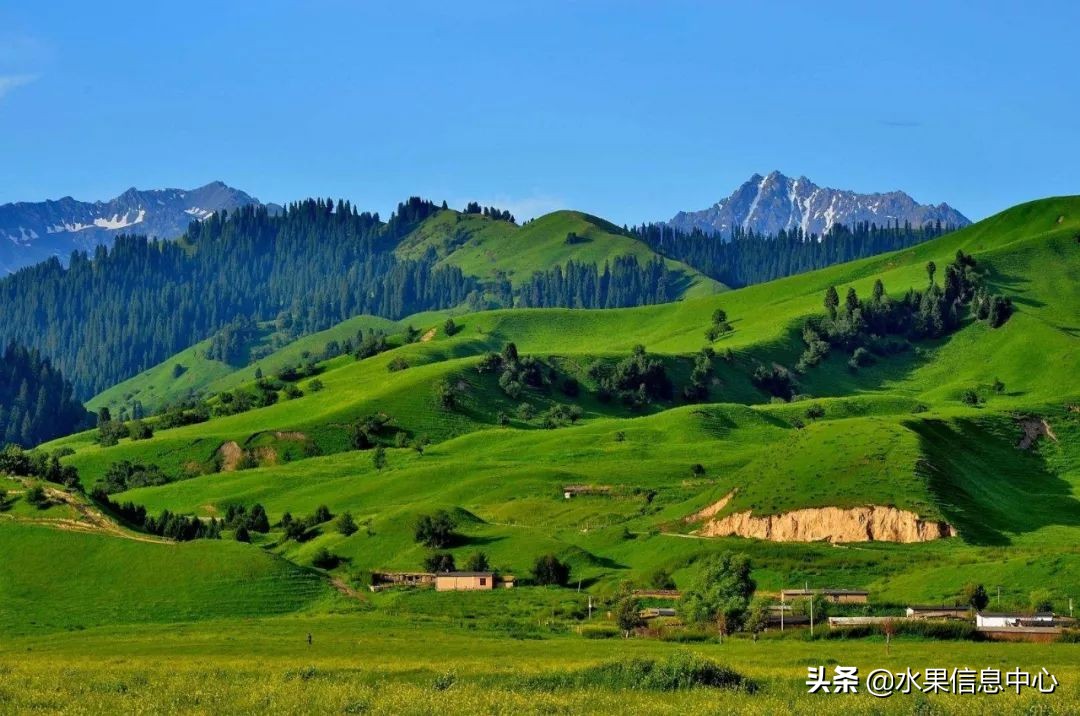 首发，瓜果之乡---*疆新**水果地图