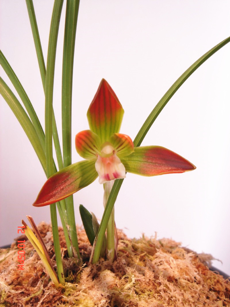 一般养兰人爱买什么价位的兰花,养兰高手传授真正兰花生长环境