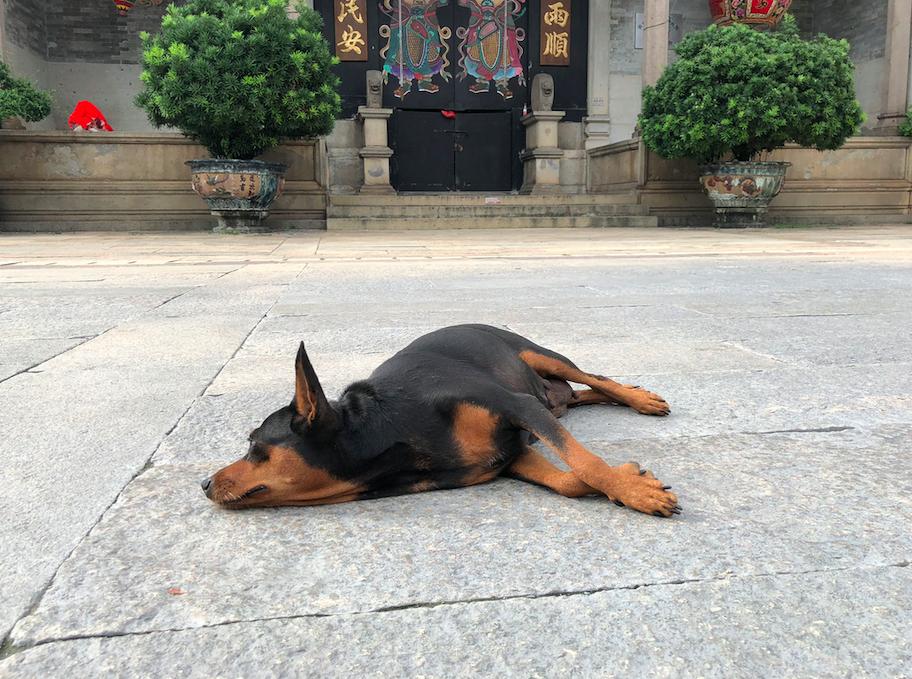 游广州番禺沙湾古镇感悟,广州沙湾古镇