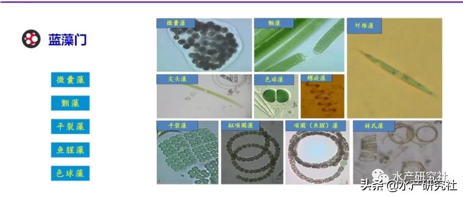 蓝藻是否都是有害藻类,蓝藻的爆发原因及处理方法