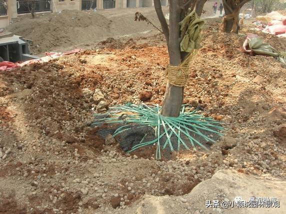 住宅小区植物配置方案,植物种植小技巧一览表图