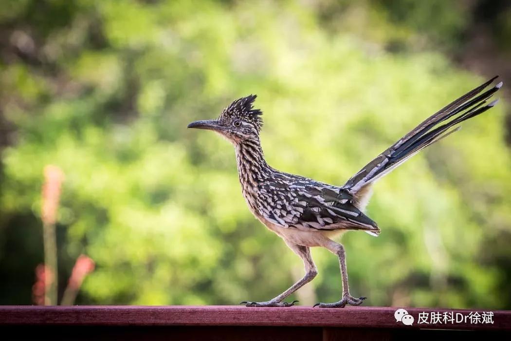 壬二酸的祛痘效果,质润壬二酸可以祛痘吗