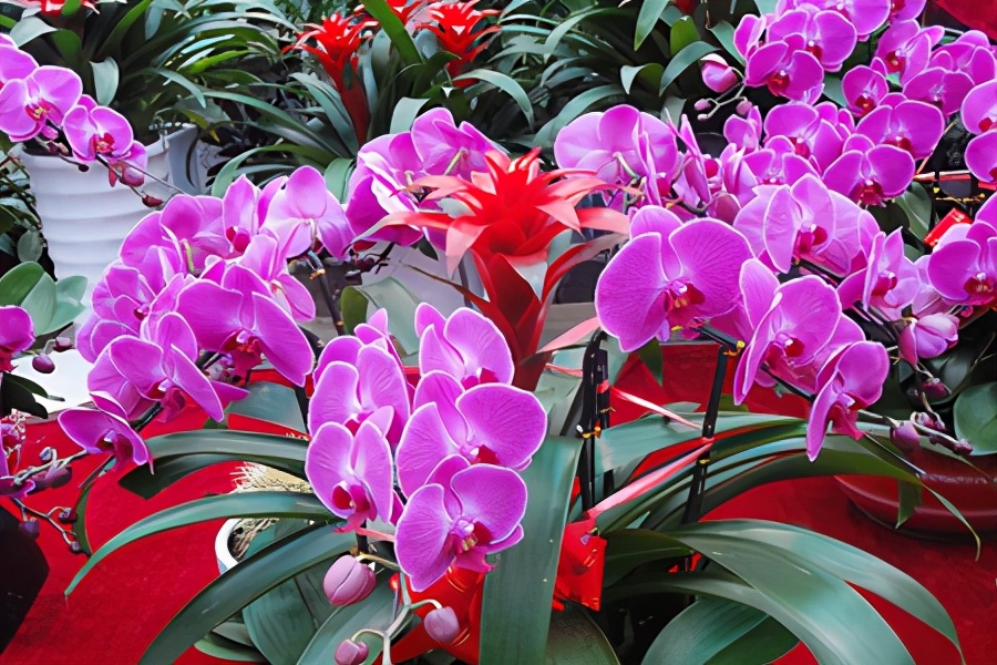 蝴蝶兰花开败了要扔掉吗,蝴蝶兰花谢了就扔