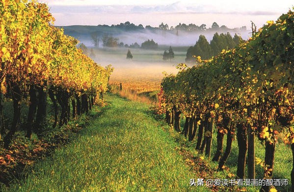 葡萄酒酒庄等级的划分标准有哪些,葡萄酒名庄分级