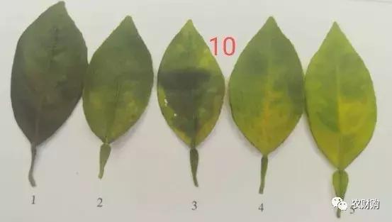 黄龙病检验阳性什么意思,黄龙病检测