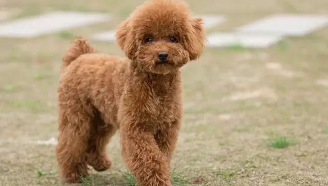 狗狗后腿外八字是怎么回事,狗狗后腿外八字