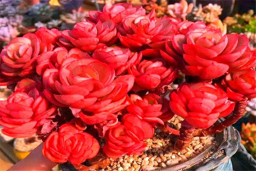 大叶秀妍徒长了解决办法,秀妍徒长还能养回来吗