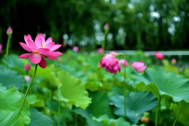 游玩赏荷花景点推荐,国家4a级景区荷花花海介绍