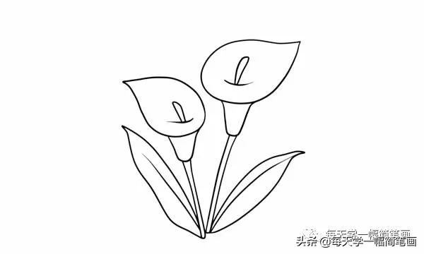 马蹄莲简笔画,马蹄莲的简笔画大全图片