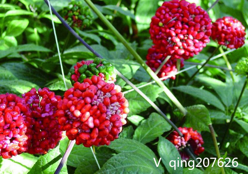 三七根腐病最好的治理办法,三七根腐病怎么治疗最有效