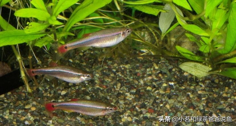 观赏鱼种鱼挑选,鱼种类科普观赏鱼