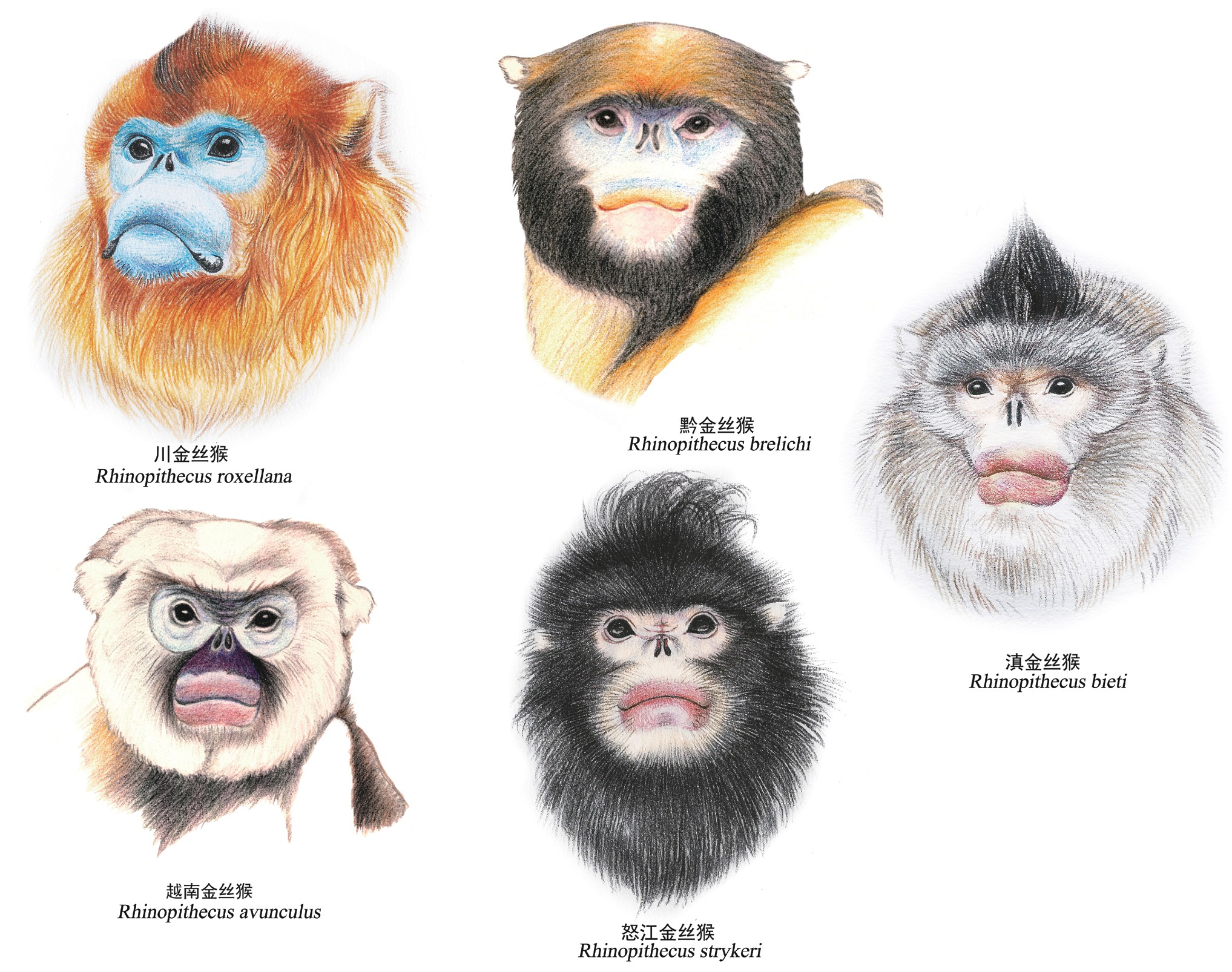 金丝猴也心机，为上位上演宫斗戏，多数小猴非公猴亲生