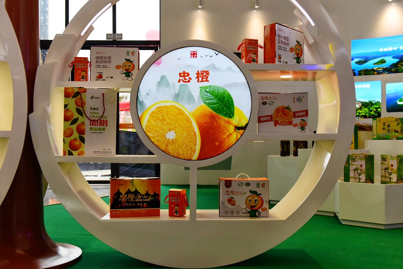 重庆市忠县柑橘园,柑橘之乡忠县