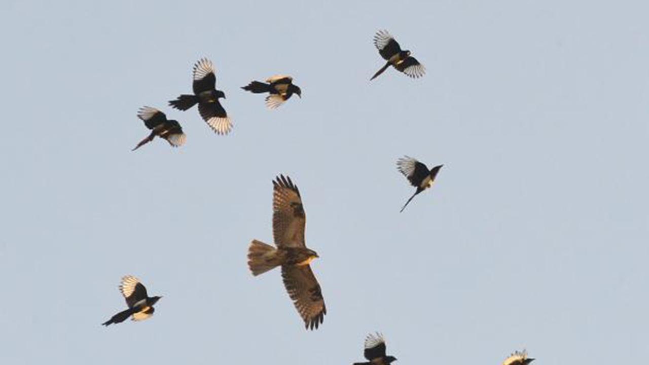 象征着“喜事”的喜鹊，为什么从不飞去日本？专家：喜鹊从不迁徙