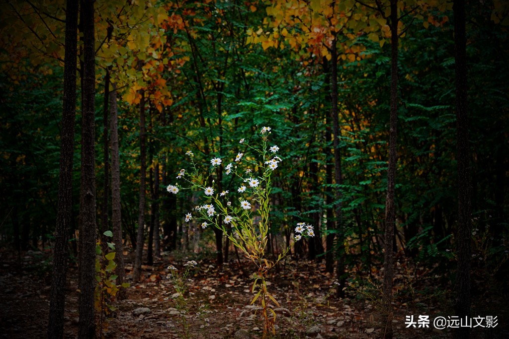 索尼黑卡二怎么拍,索尼黑卡2大光圈拍视频