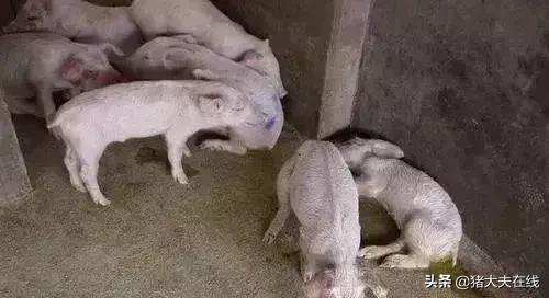 蓝耳啊，你让猪如何是好？