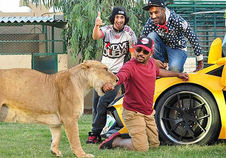 泰迪调戏大型犬被当场咬死,巨型泰迪挑衅大型犬被咬死