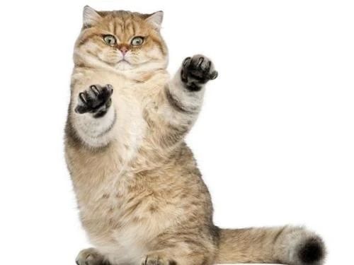 家猫攻击外人是什么原因,家猫攻击主人