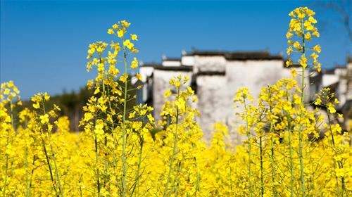 这个春天，全民只能换个方式看世界。