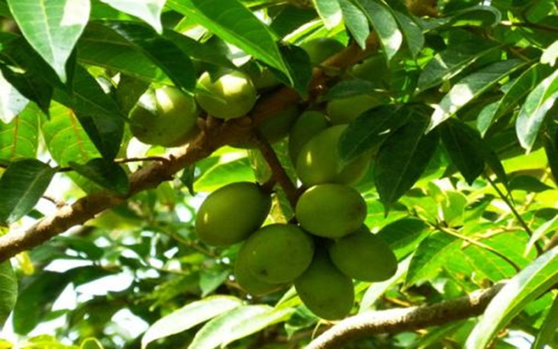 橄榄树的价值,橄榄营养价值功效与作用