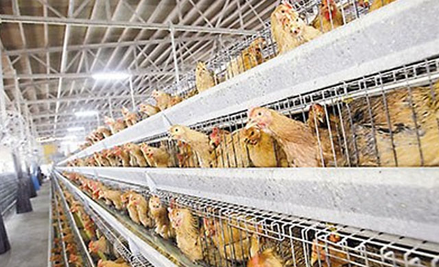 鸡得了禽流感怎么治,鸡瘟怎么治好最快