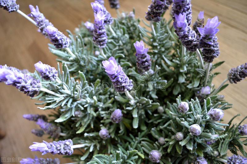 驱蚊小妙招蚊子怕啥花,夏天驱蚊虫花草可帮忙