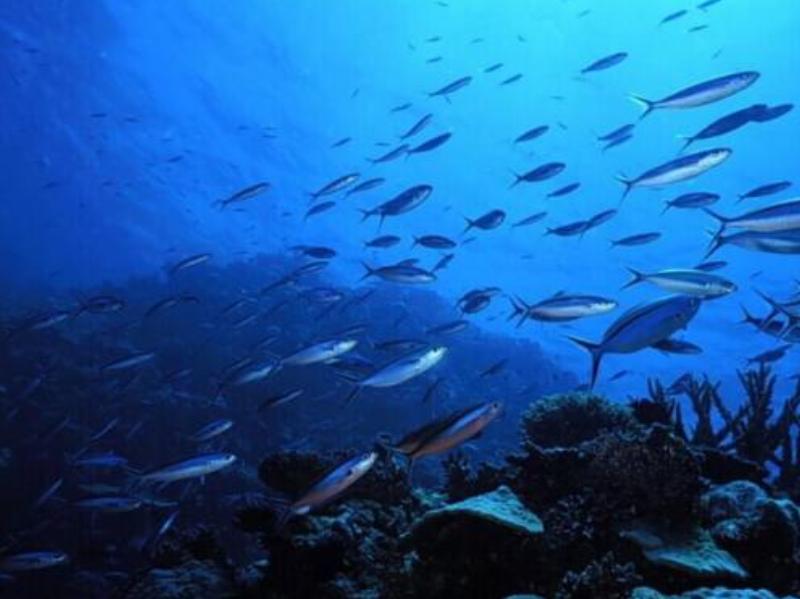 #侃侃宠粮#狗粮品牌那么多，价格高中低教你怎么选