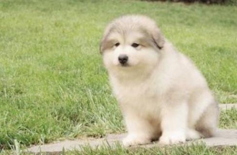 什么是狗狗的假孕，家里有母狗的主人，要清楚的小知识