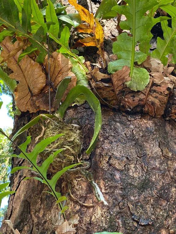 兰花冬季移种如何快速生根,把兰花种树上