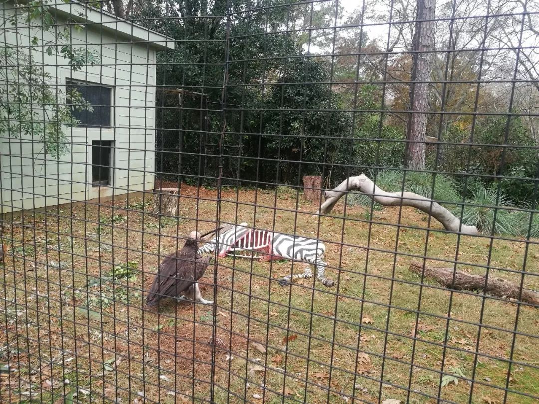 亚特兰大动物园,亚特兰大动物园和华盛顿动物园