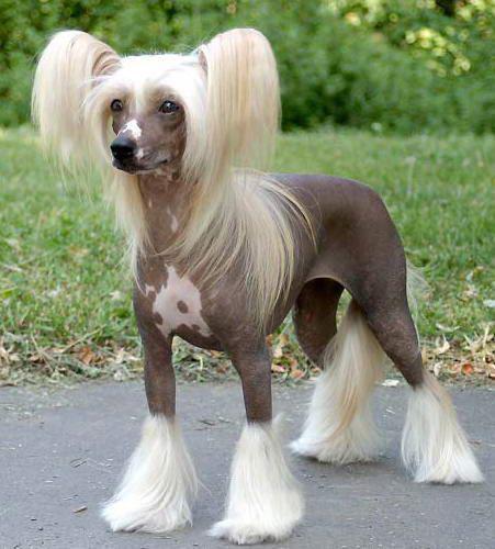 世上最罕见的狗品种图片,全世界狗品种视频