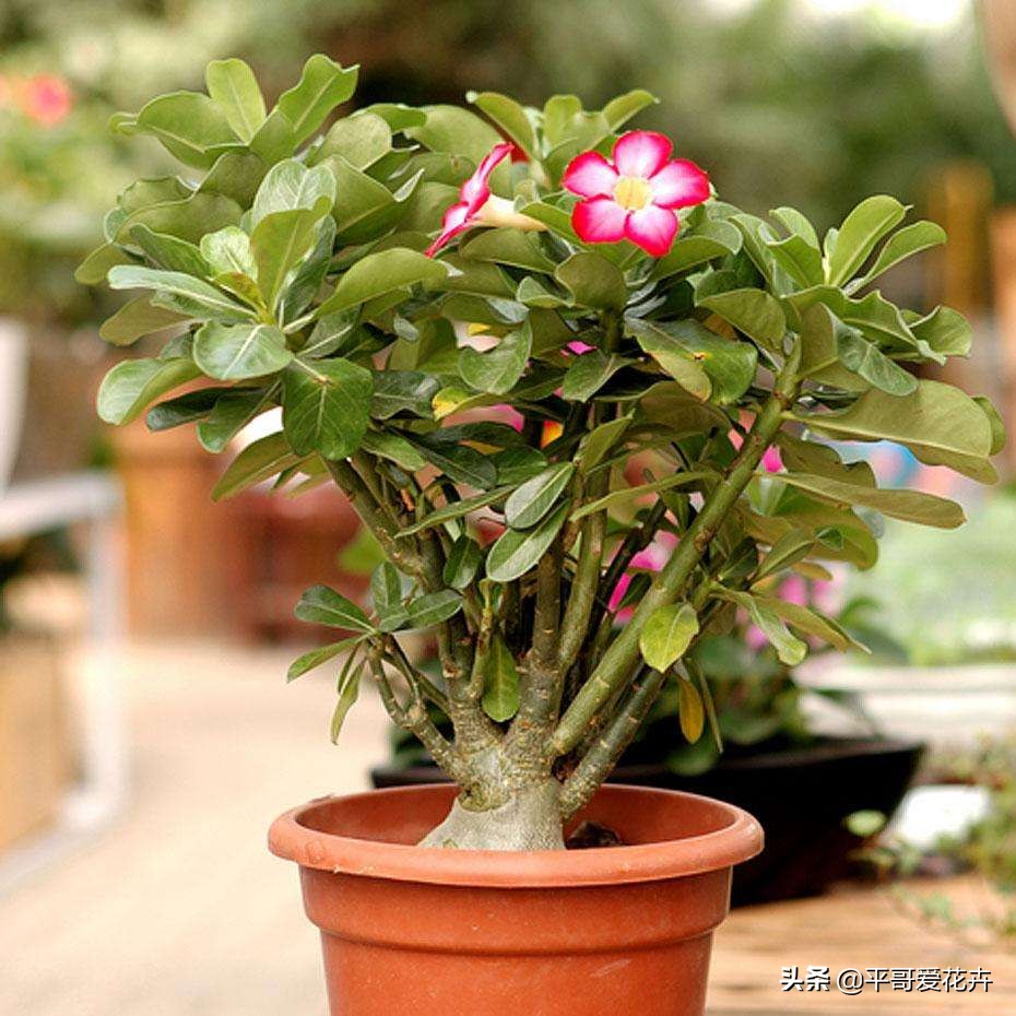 植物发生永久萎蔫用什么方法,植物高温叶子萎蔫怎么回事