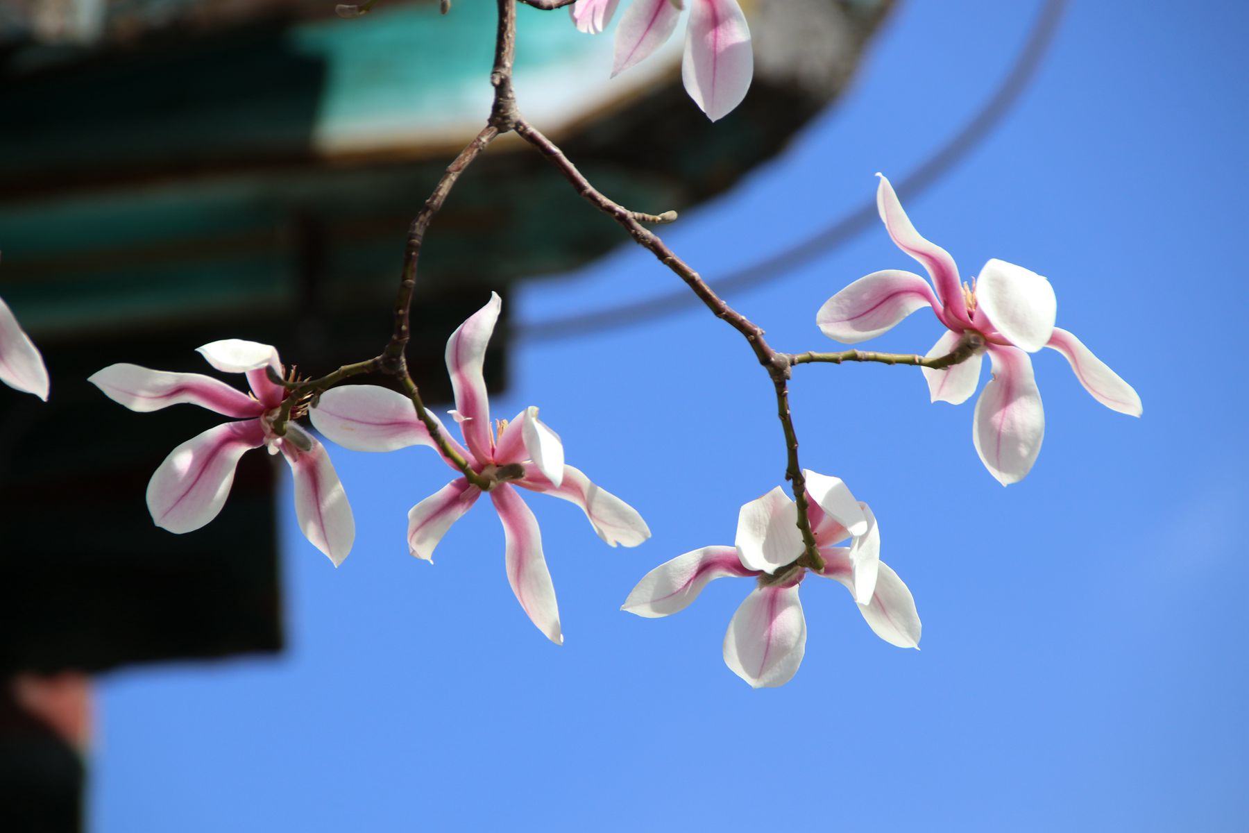 朋友两个字怎么注音,郭德纲解释什么是朋友原话