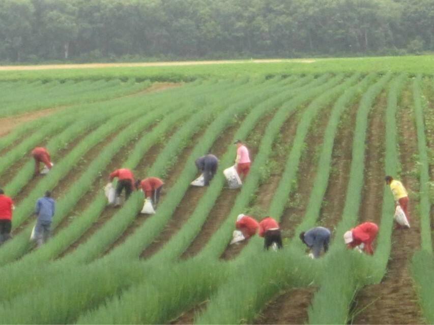 新加坡和日本打工哪个工资高,去日本工作工资待遇好不好