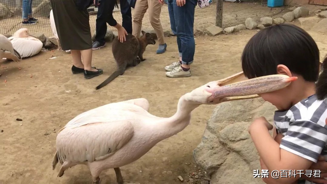 鹈鹕吞猎物到肚子里是怎么样的,鹈鹕会吞掉同类吗