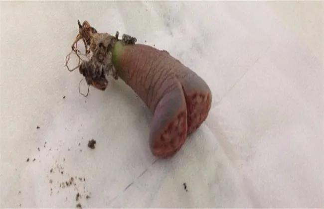 生石花起皱是怎么回事,生石花皱了怎么处理