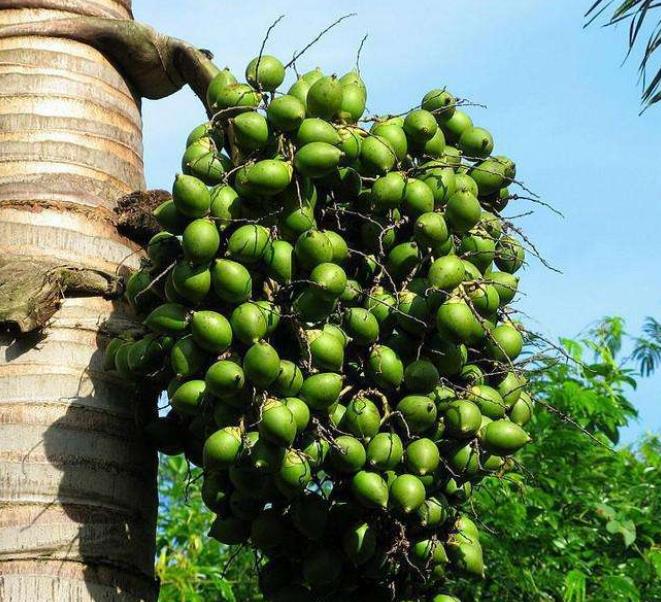 这种植物的果实害人不浅,什么植物的果实有毒又可以吃