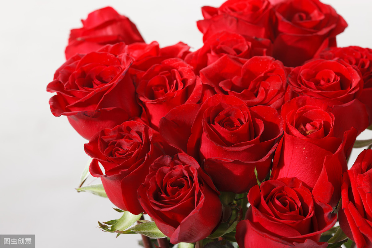 牡丹真国色倾国倾城,中国的国花牡丹特点