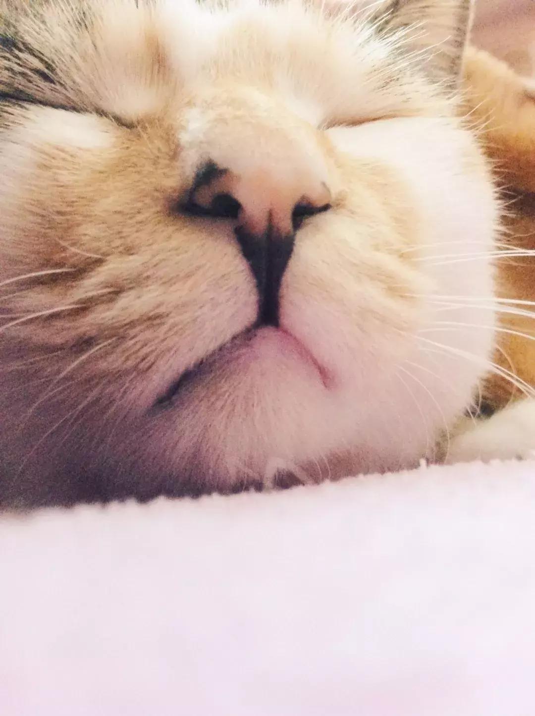 小佩猫窝布偶,小佩猫窝事件