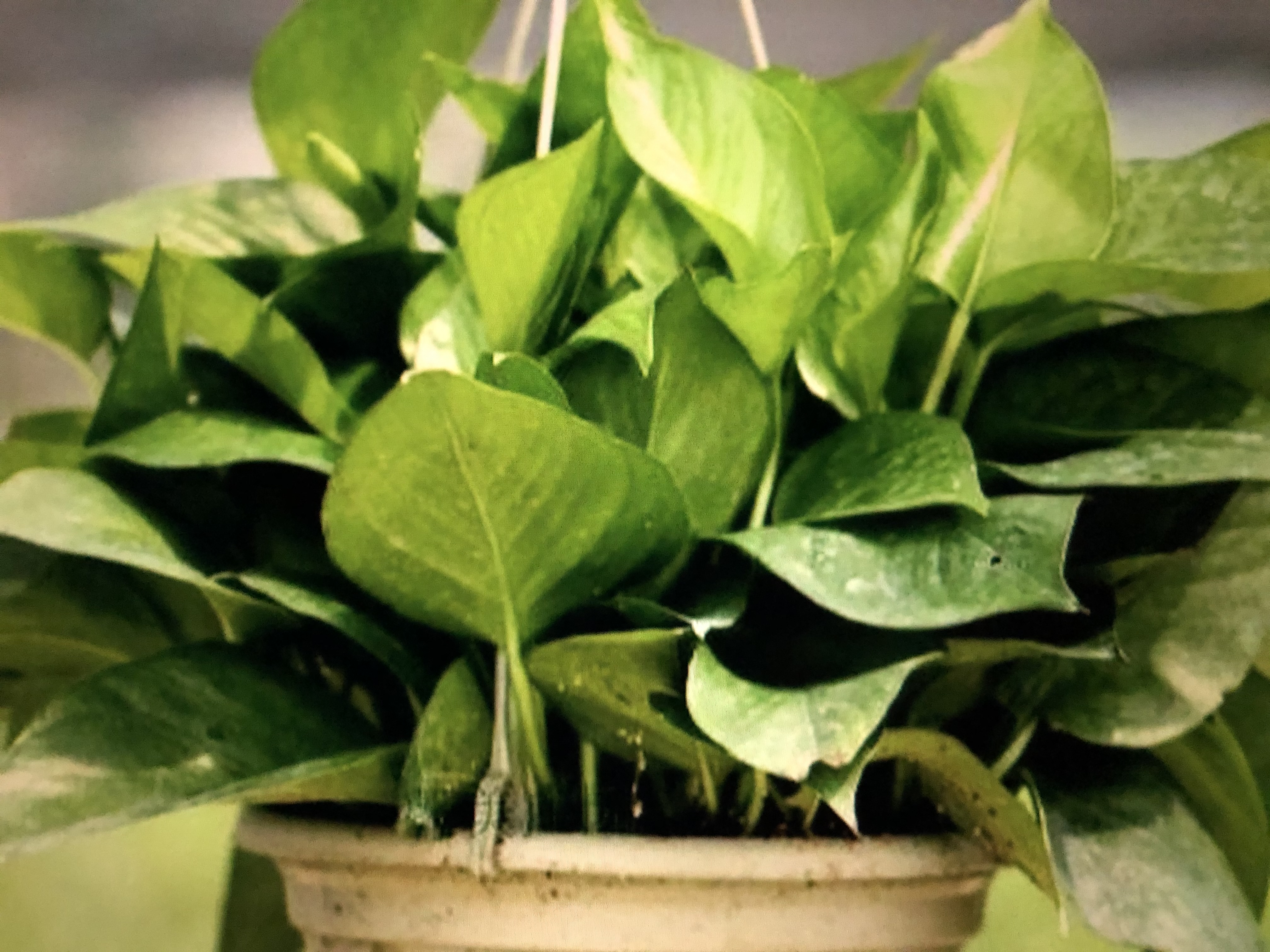 用手机拍照打开什么功能最清晰,用苹果手机拍照的方法