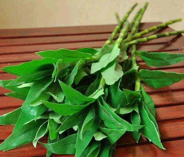 富贵竹怎么才能生根小窍门,富贵竹怎么生根最快最有效