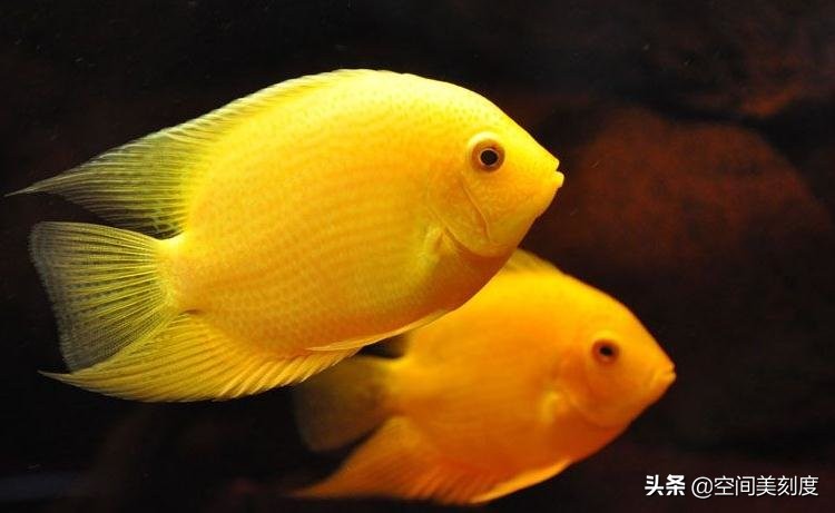 易养的热带观赏鱼有哪些,好养耐活的热带观赏鱼都有哪些