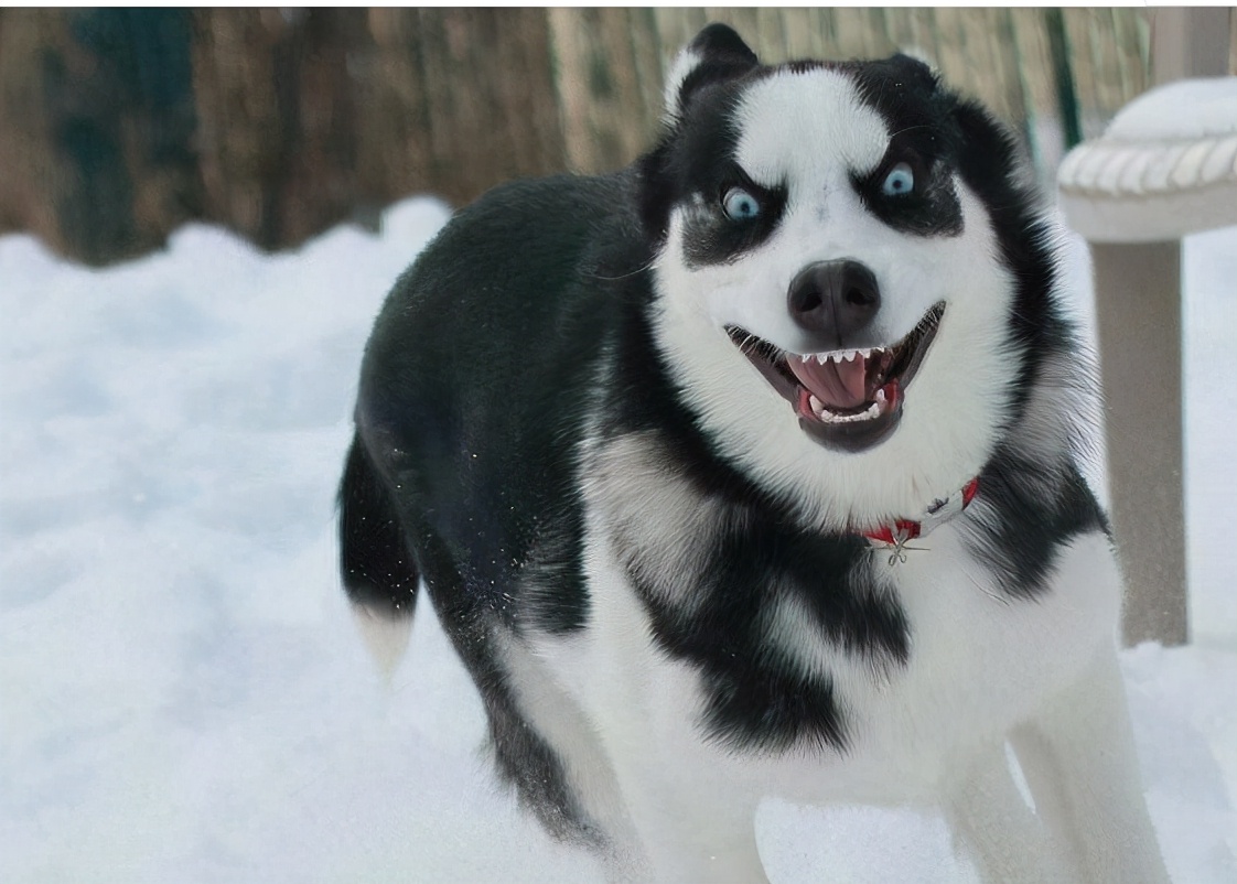 家里养只哈士奇可以辟邪吗,哈士奇的好处和坏处