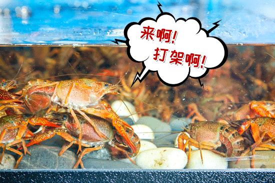 魔都200块钱的菜,200块一个菜高端美食