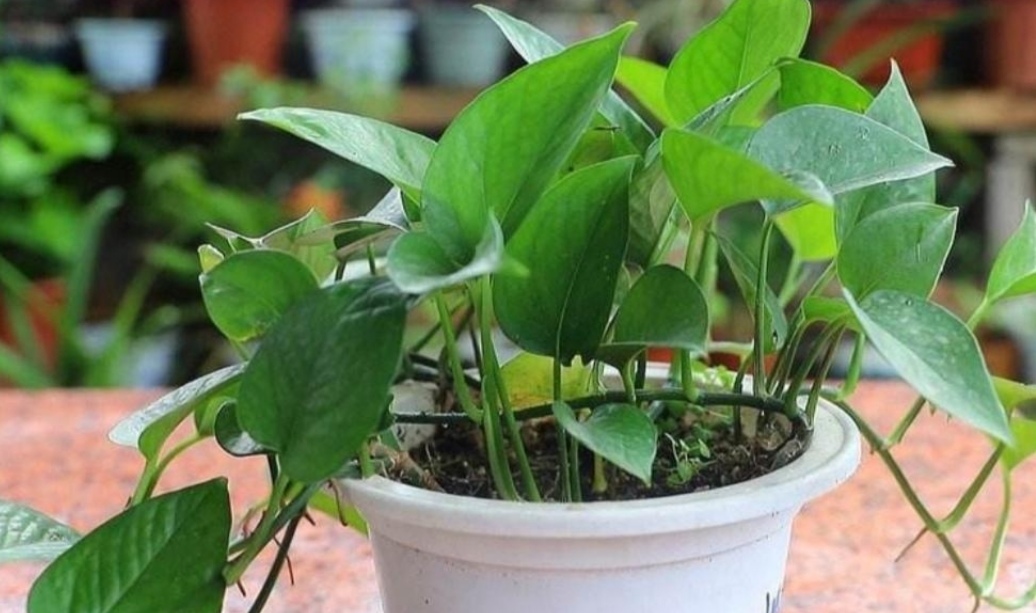 绿萝喜阴怎么养,绿萝的三大功效