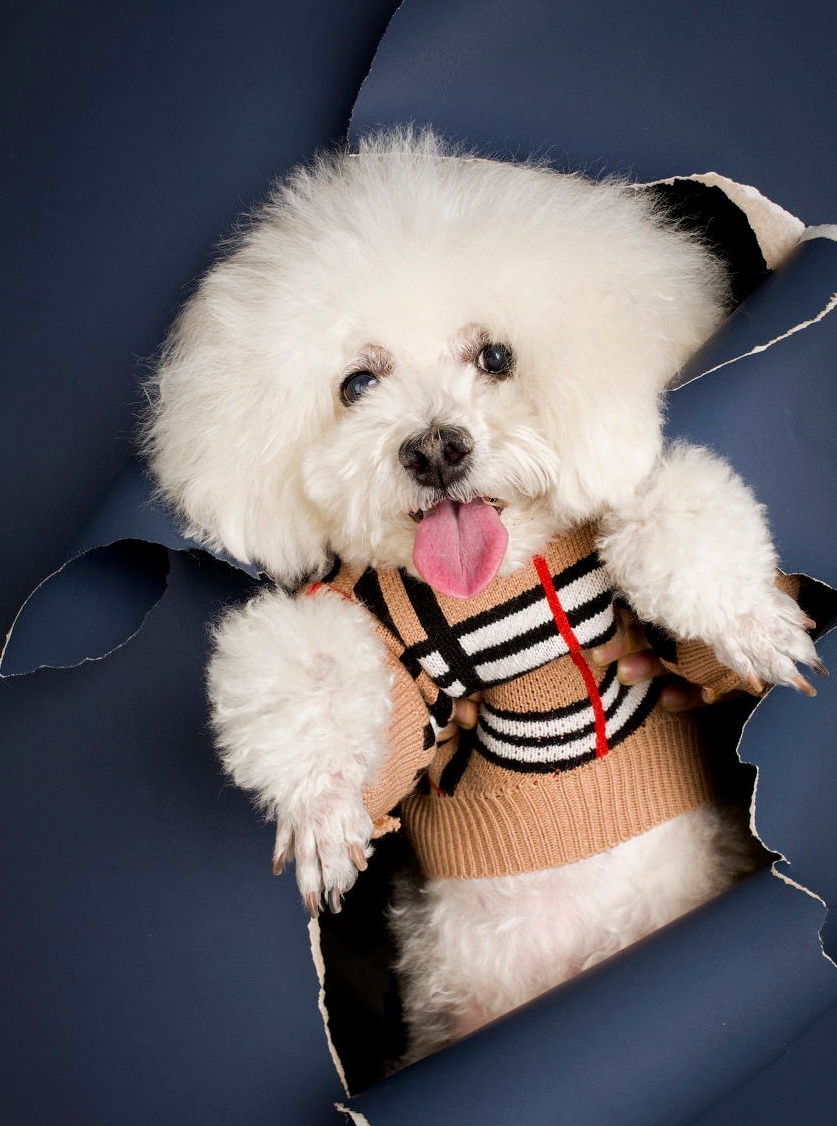 比熊犬好养活吗知乎,比熊犬好饲养吗知乎