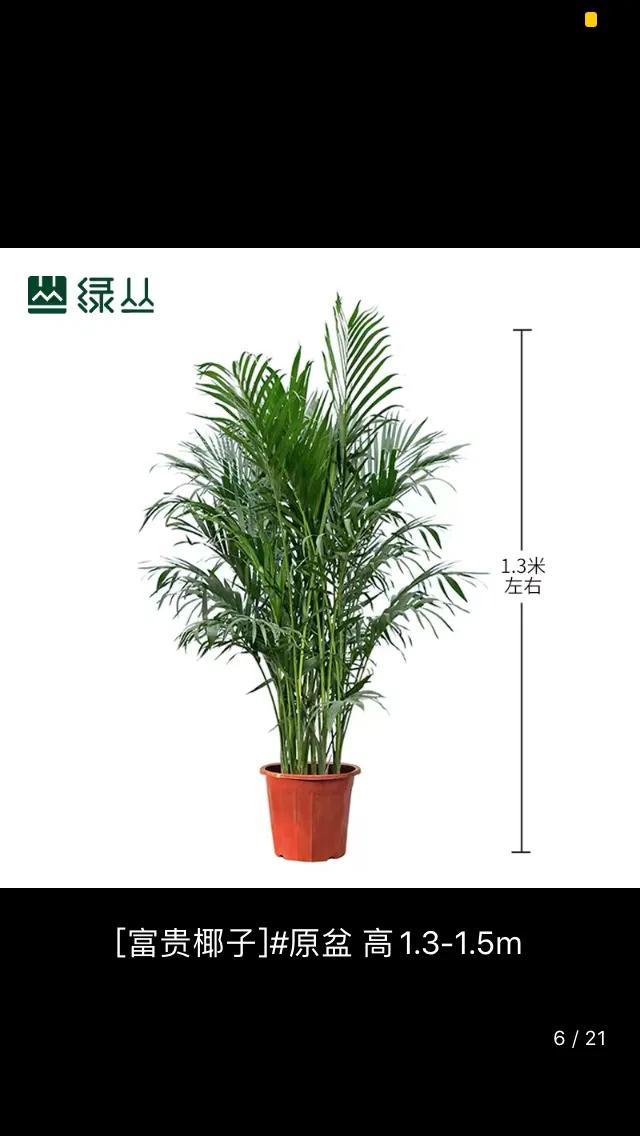 富贵竹子叶子发黄有什么好方法,富贵叶的养护技巧