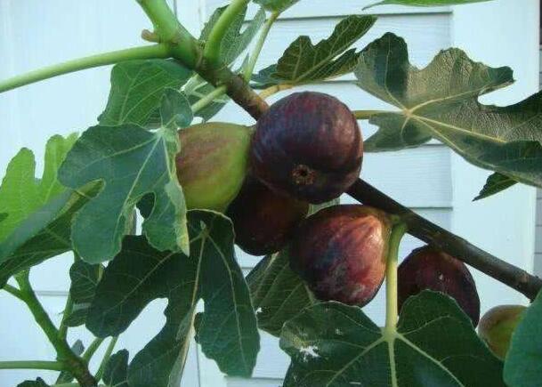 盆栽无花果树怎么养才能长得好,盆栽无花果的养殖方法和注意事项