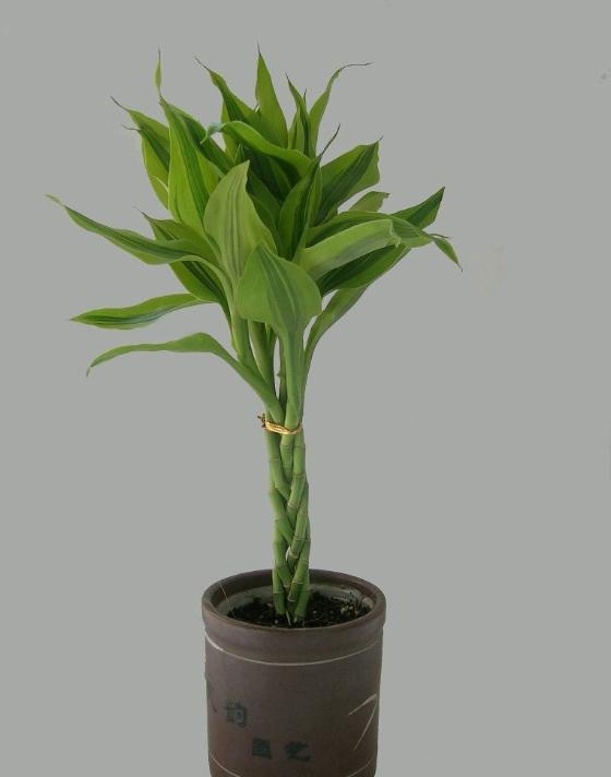 富贵竹与观音竹的区别,富贵竹和观音竹有啥区别